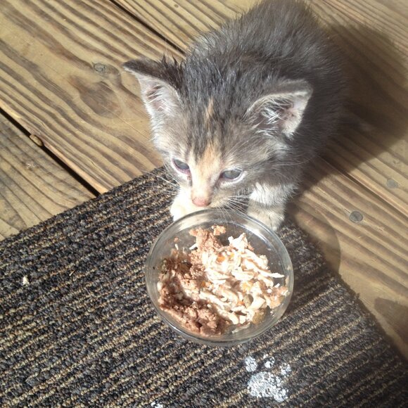 Stray work & Critter Pics! Just sharing XO. PLEASE Spay and Neuter your pets! - Picture 1 of 17